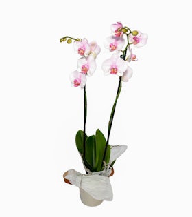 Fleurs Orchidée Phalaenopsis Rose